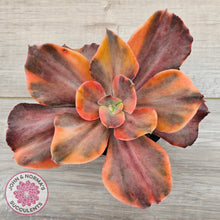 Load image into Gallery viewer, Echeveria 'Red Phoenix' Variegated - (125mm Same Plants)