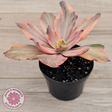 Load image into Gallery viewer, Echeveria 'Red Phoenix' Variegated - (125mm Same Plants)