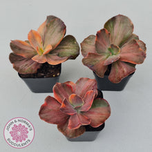 Load image into Gallery viewer, Echeveria 'Red Phoenix' Variegated - John & Norma's Succulents Australia