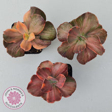 Load image into Gallery viewer, Echeveria 'Red Phoenix' Variegated - John & Norma's Succulents Australia