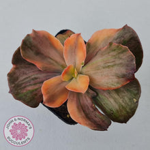 Load image into Gallery viewer, Echeveria 'Red Phoenix' Variegated - John & Norma's Succulents Australia