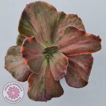 Load image into Gallery viewer, Echeveria 'Red Phoenix' Variegated - John & Norma's Succulents Australia