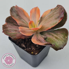 Load image into Gallery viewer, Echeveria 'Red Phoenix' Variegated - John & Norma's Succulents Australia