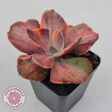 Load image into Gallery viewer, Echeveria 'Red Phoenix' Variegated - John & Norma's Succulents Australia