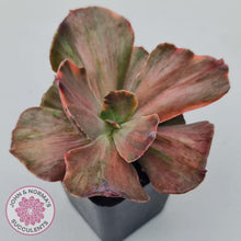 Load image into Gallery viewer, Echeveria 'Red Phoenix' Variegated - John & Norma's Succulents Australia