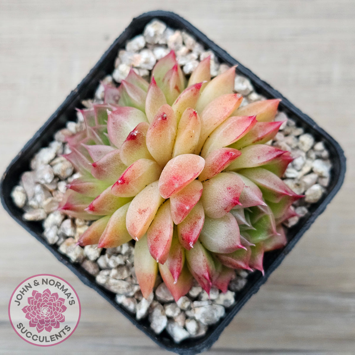 Echeveria 'Red Queen'