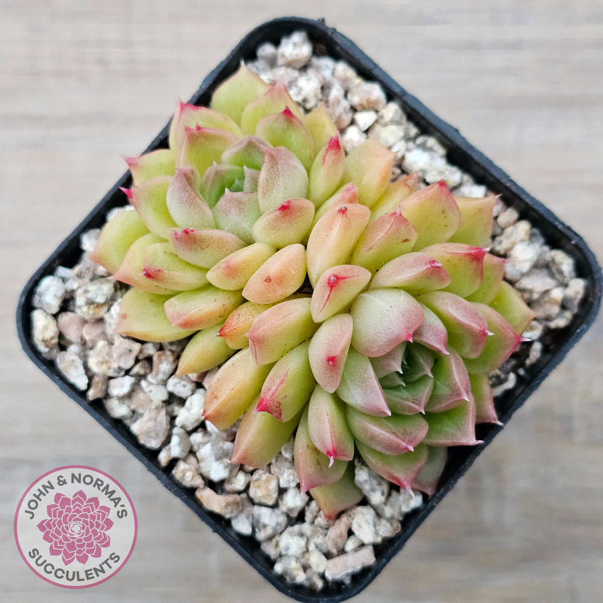 Echeveria 'Red Queen'