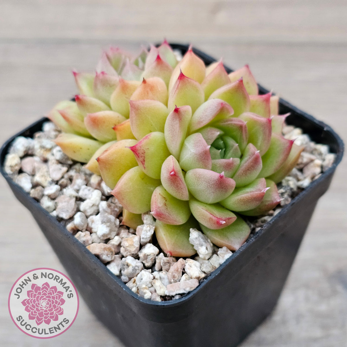 Echeveria 'Red Queen'