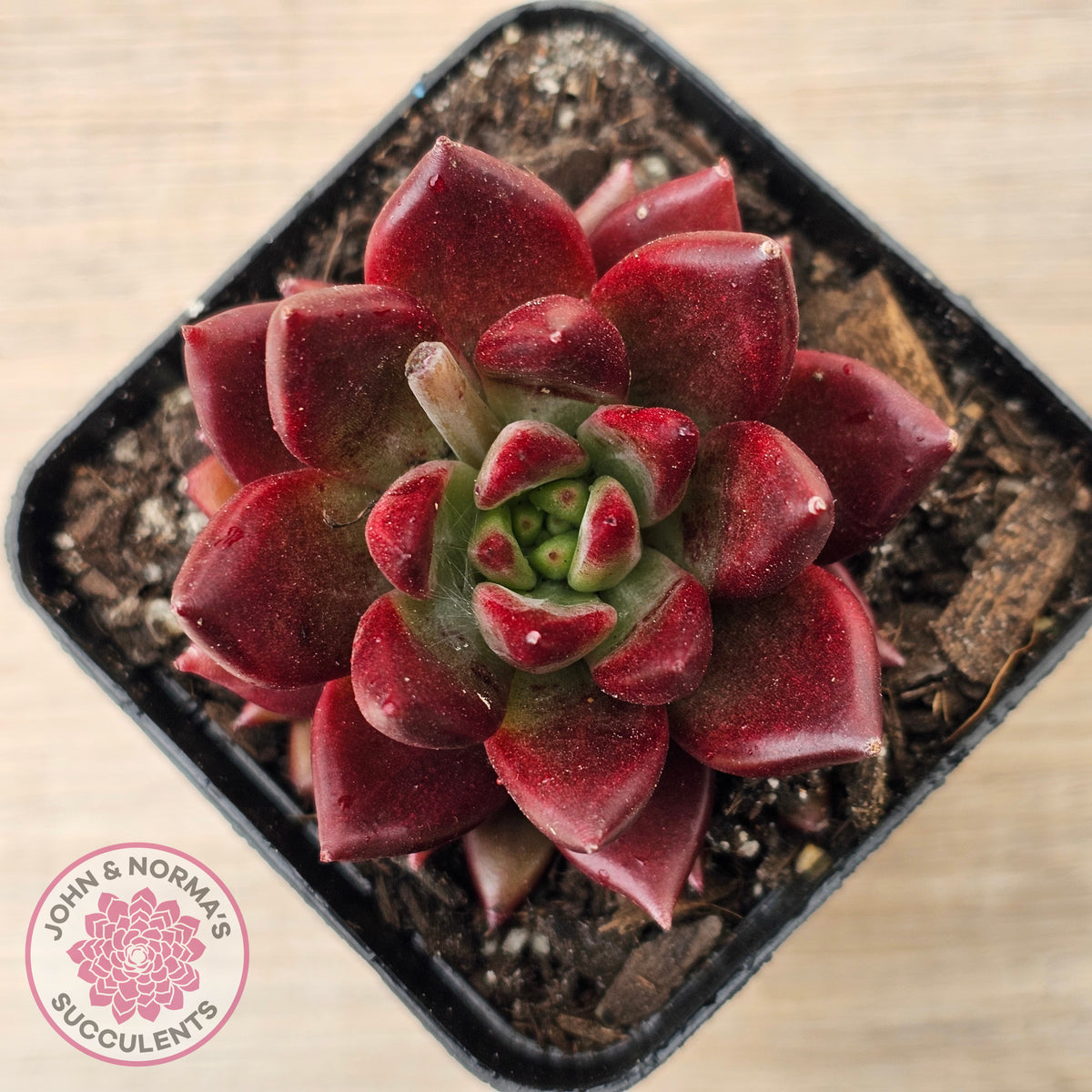 Echeveria 'Red Soul'