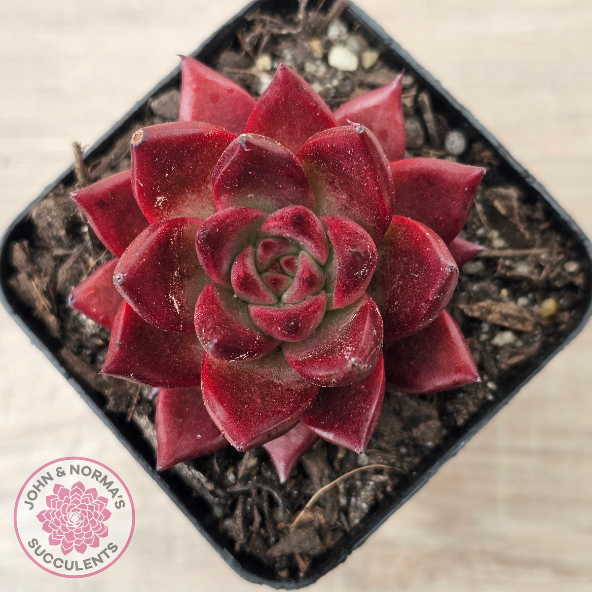 Echeveria 'Red Soul'