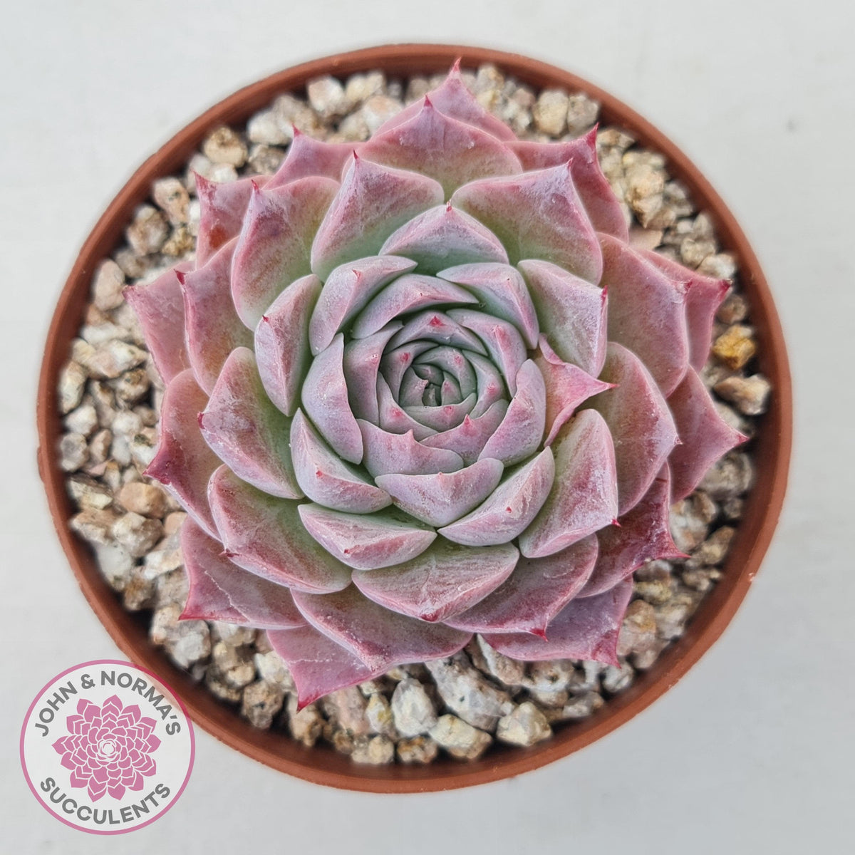 Echeveria 'Red Spider'