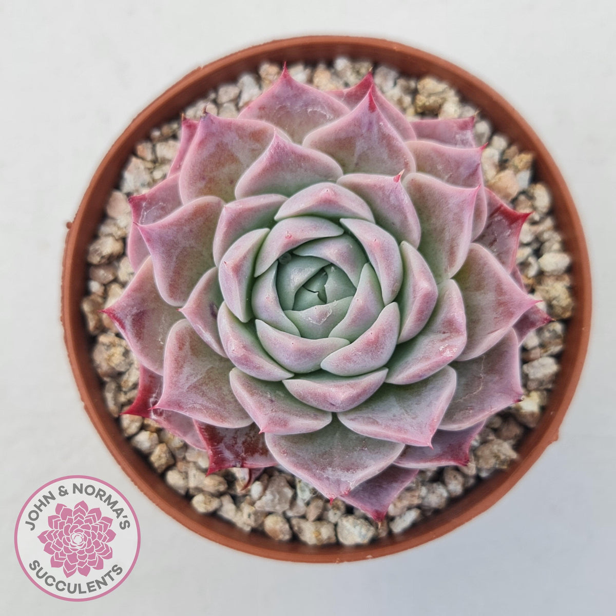 Echeveria 'Red Spider'