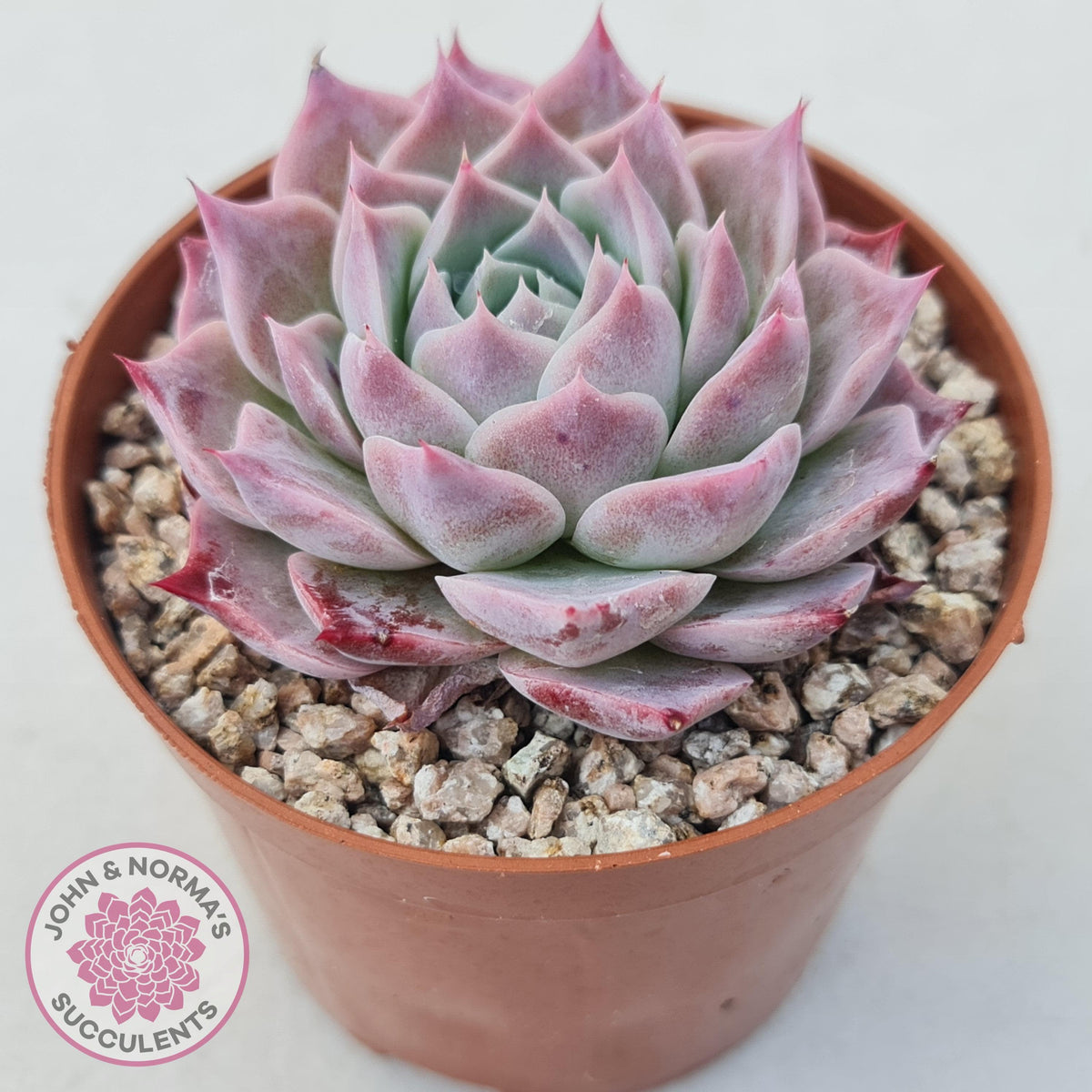 Echeveria 'Red Spider'