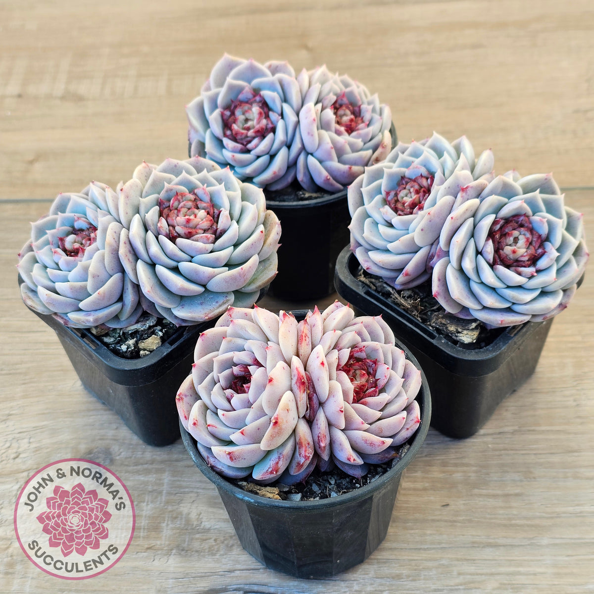 Echeveria 'Red Velvet'