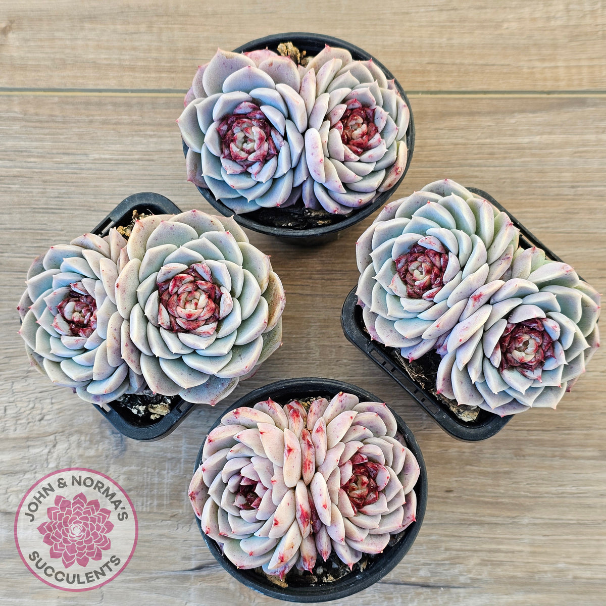 Echeveria 'Red Velvet'