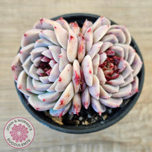 Load image into Gallery viewer, Echeveria 'Red Velvet'