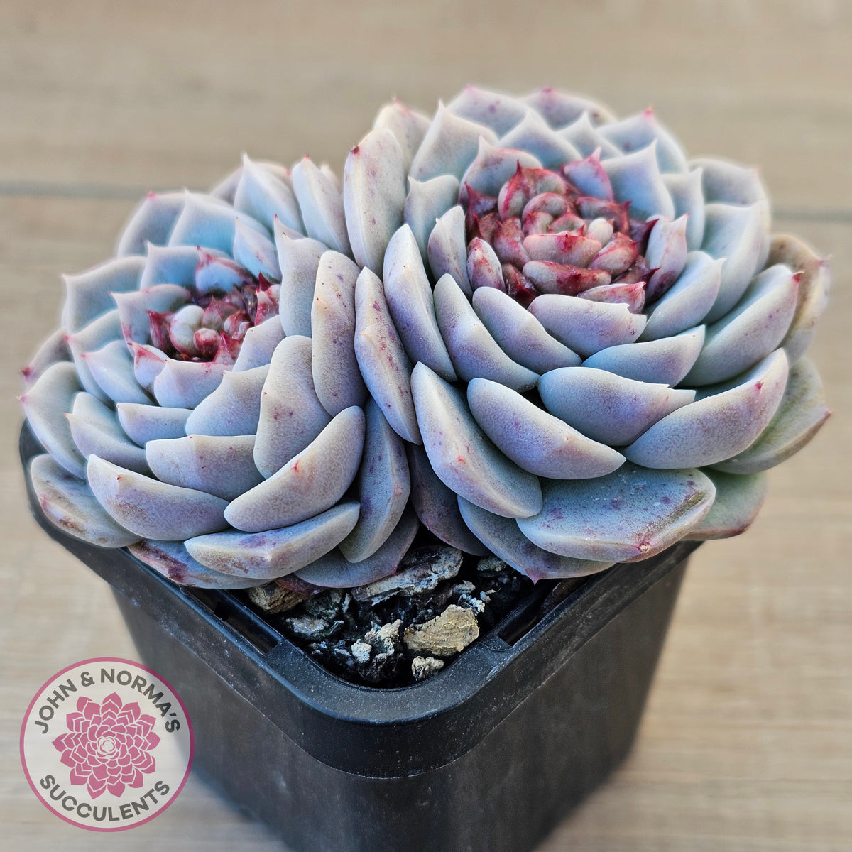 Echeveria 'Red Velvet'