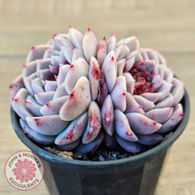 Load image into Gallery viewer, Echeveria 'Red Velvet'