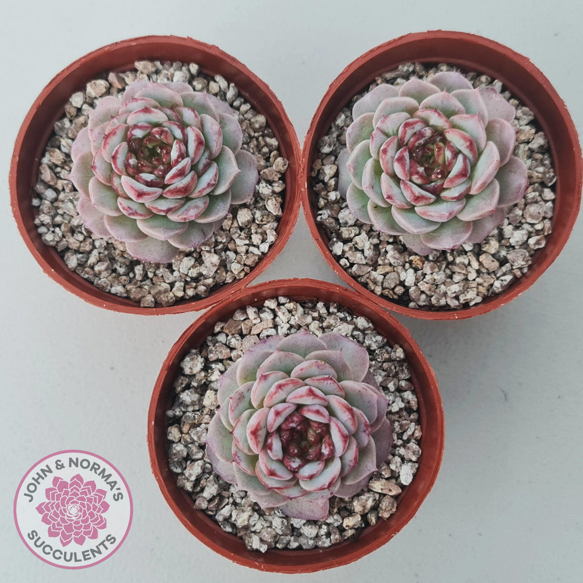 Echeveria 'Red Velvet'
