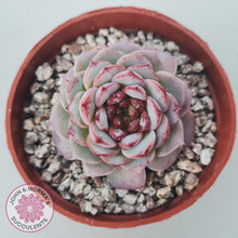Load image into Gallery viewer, Echeveria 'Red Velvet' - John & Norma's Succulents Australia