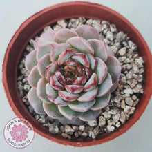 Load image into Gallery viewer, Echeveria 'Red Velvet' - John & Norma's Succulents Australia
