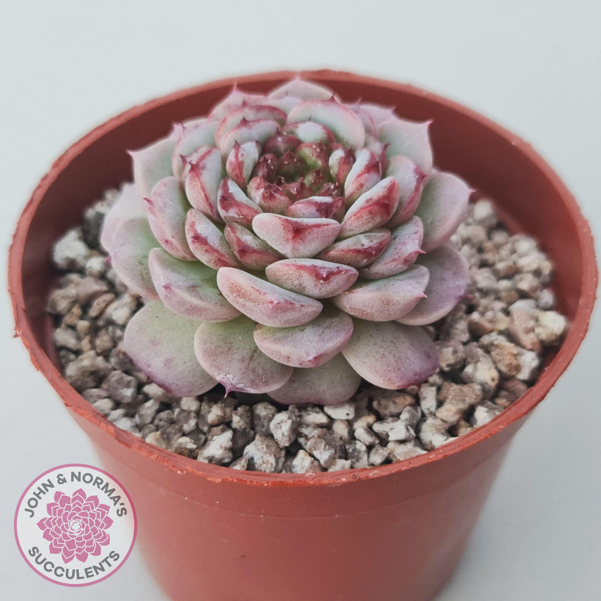 Echeveria 'Red Velvet'