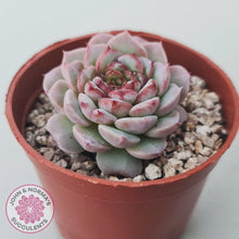 Load image into Gallery viewer, Echeveria 'Red Velvet' - John & Norma's Succulents Australia