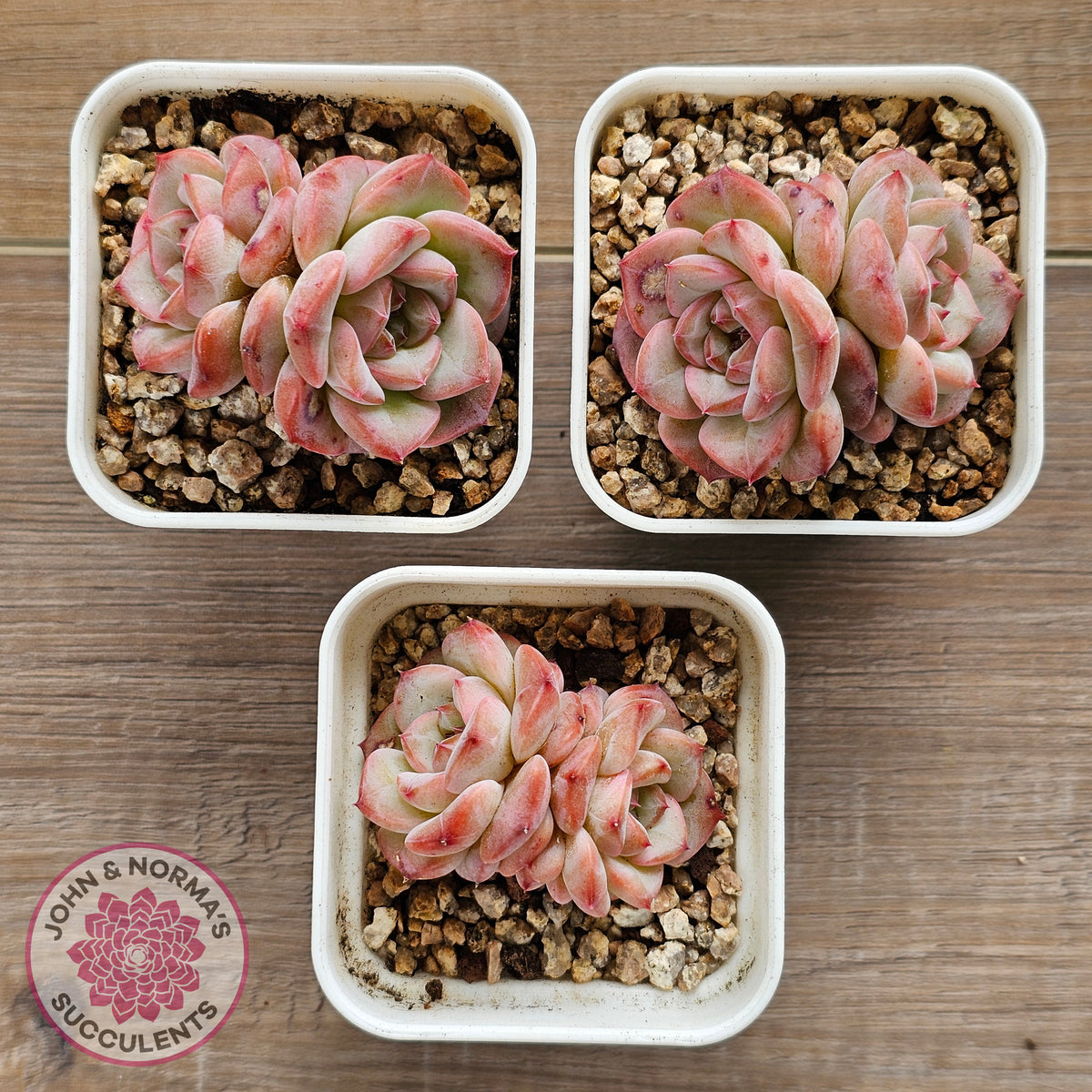 Echeveria 'Red Wax'