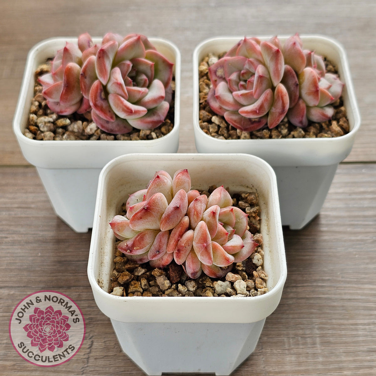 Echeveria 'Red Wax'