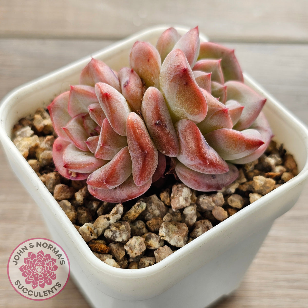 Echeveria 'Red Wax'