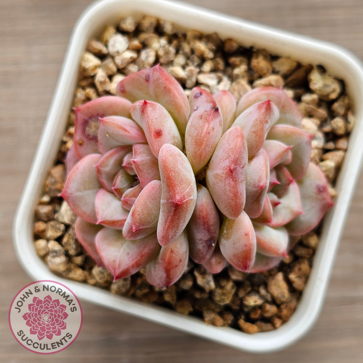 Echeveria 'Red Wax'