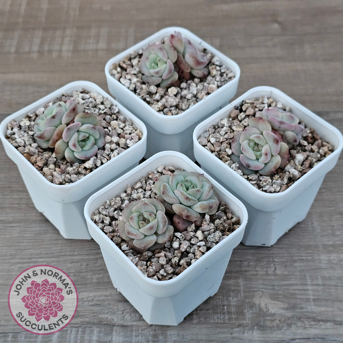 Echeveria 'Red Wax'