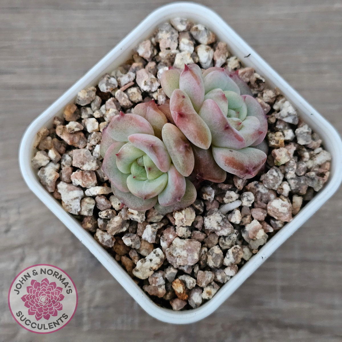 Echeveria 'Red Wax'