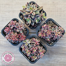 Load image into Gallery viewer, Echeveria 'Rezry' Variegated (red variegation)