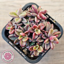 Load image into Gallery viewer, Echeveria 'Rezry' Variegated (red variegation)