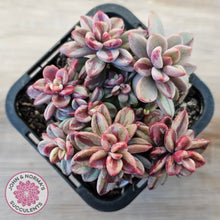 Load image into Gallery viewer, Echeveria 'Rezry' Variegated (red variegation)