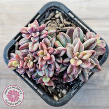 Load image into Gallery viewer, Echeveria 'Rezry' Variegated (red variegation)