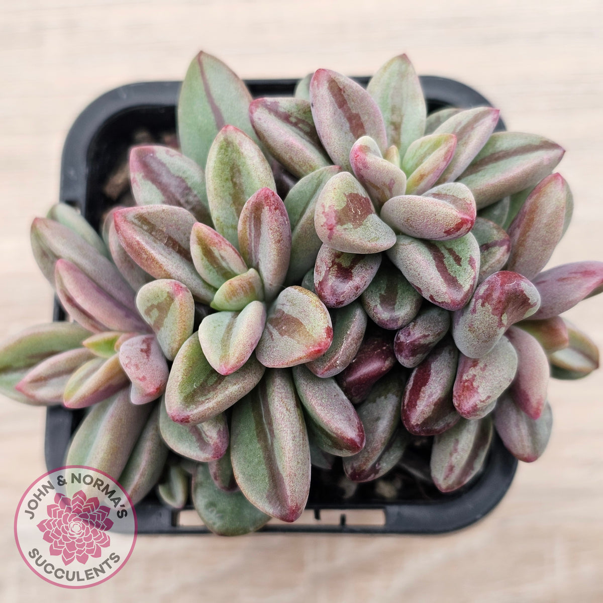Echeveria 'Rezry' Variegated (red variegation)