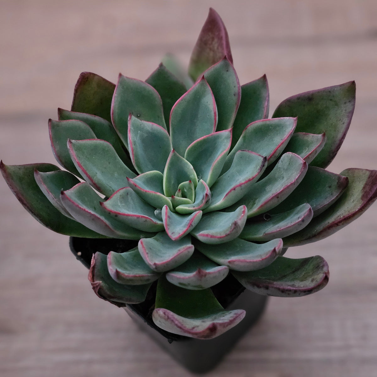 Echeveria 'Riga'