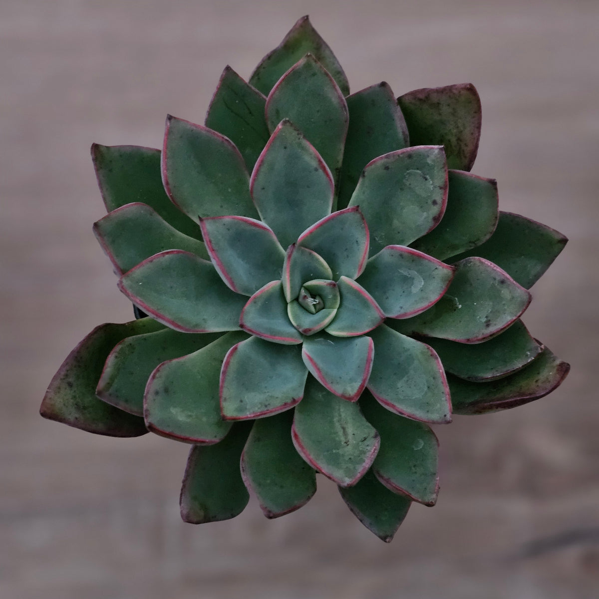 Echeveria 'Riga'