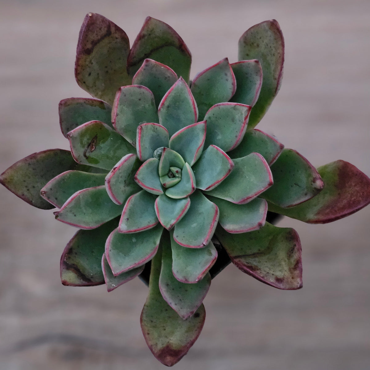 Echeveria 'Riga'