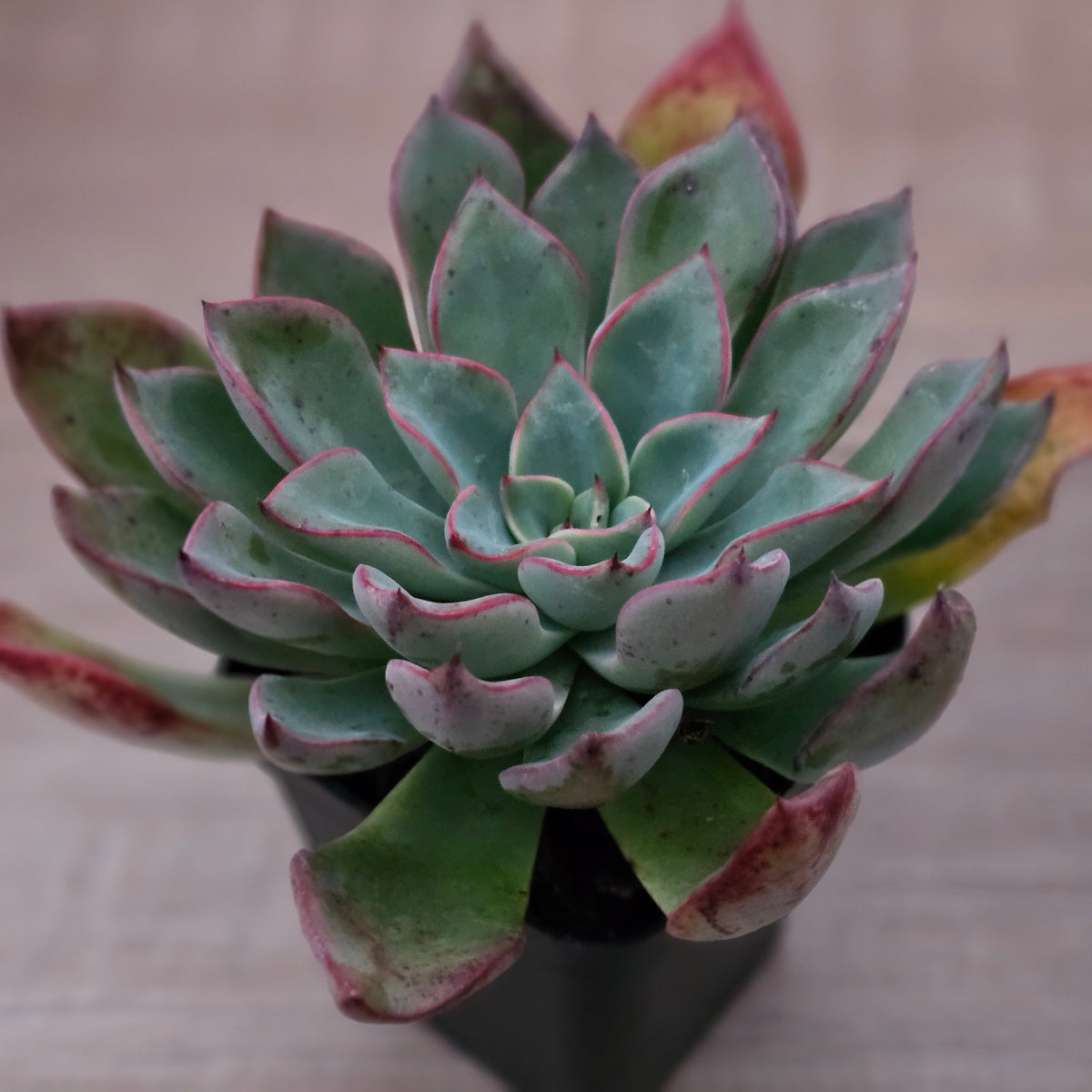 Echeveria 'Riga'