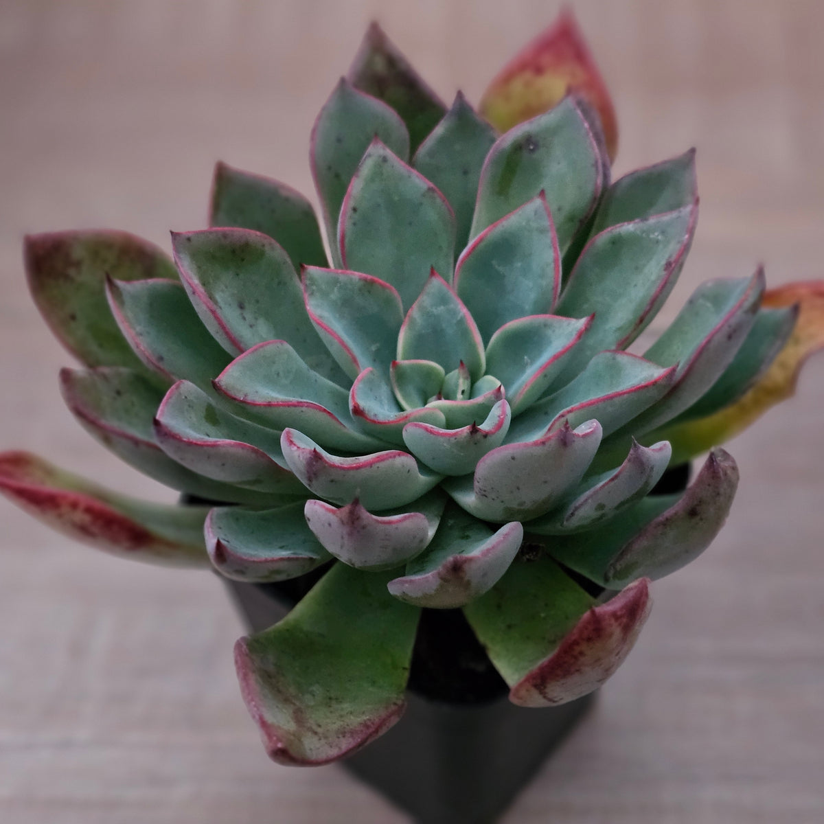 Echeveria 'Riga'