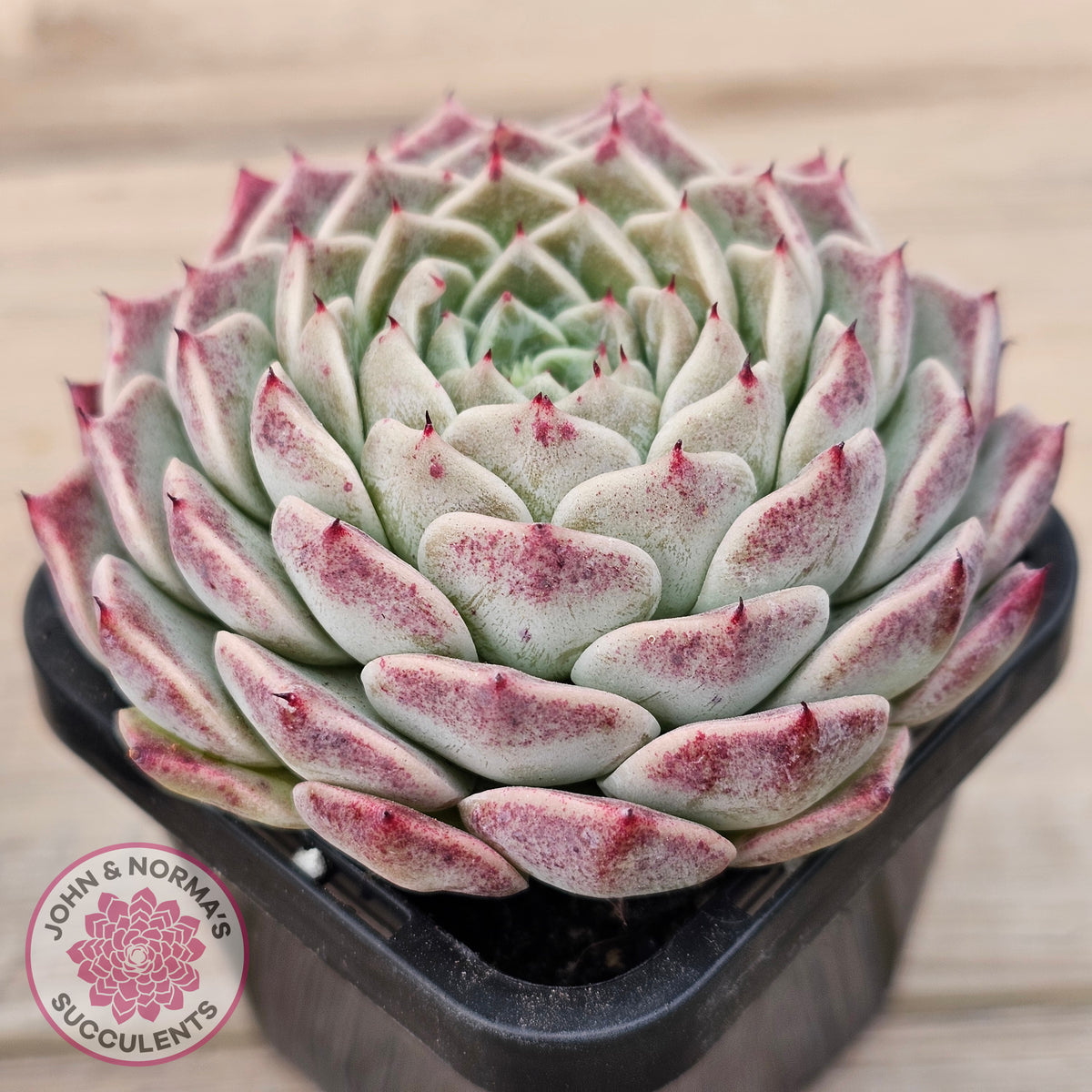 Echeveria 'Rosalia' - Korean Form