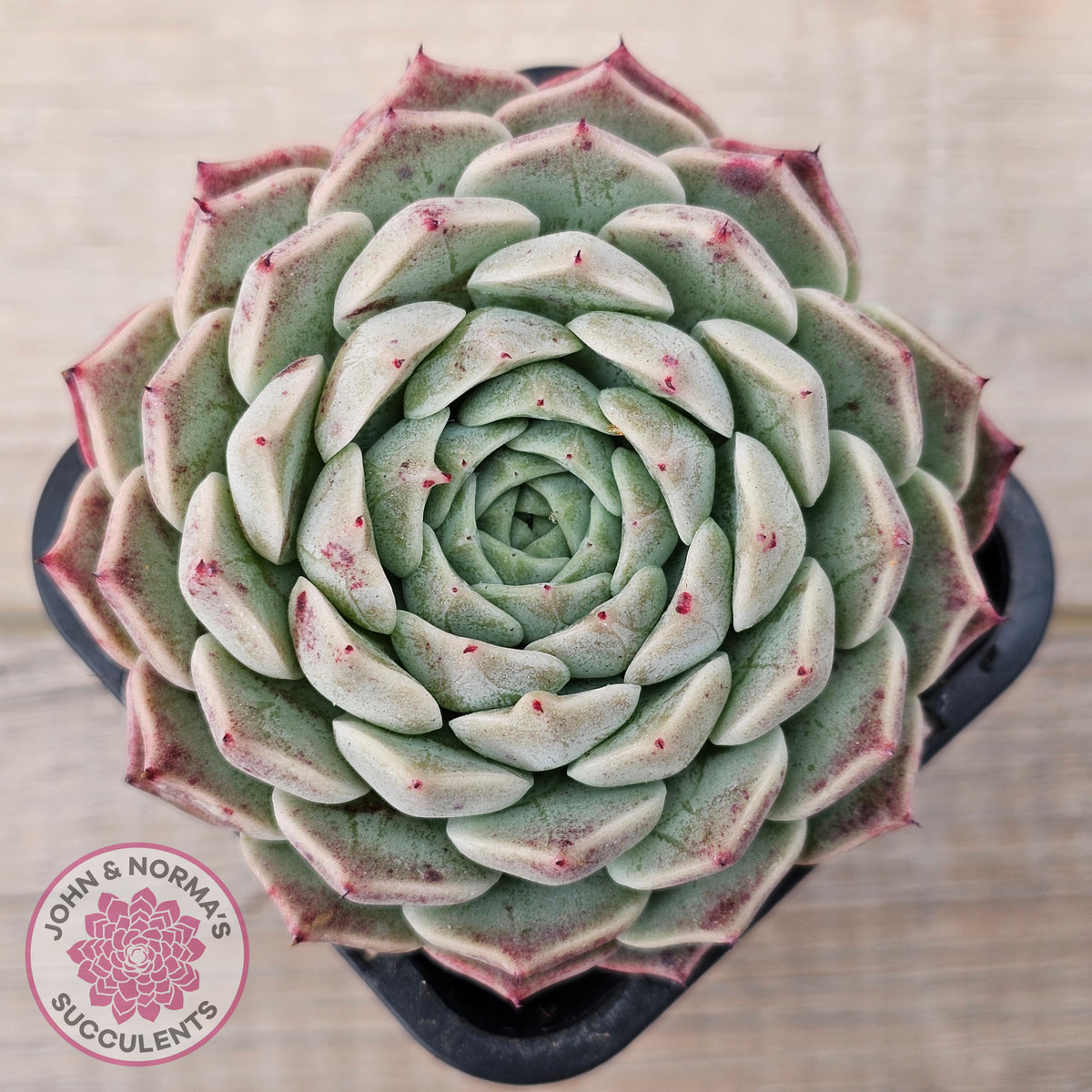 Echeveria 'Rosalia' - Korean Form