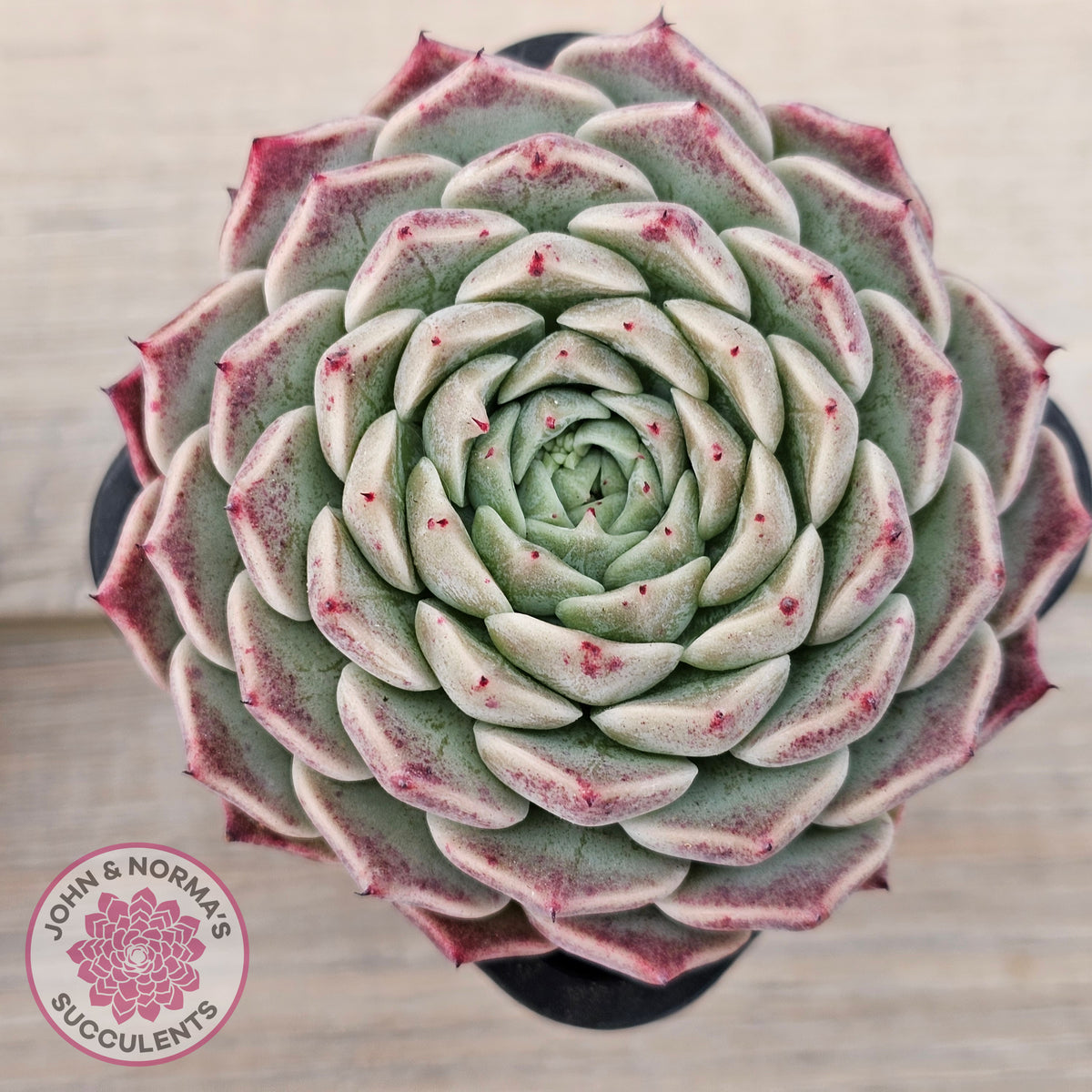 Echeveria 'Rosalia' - Korean Form