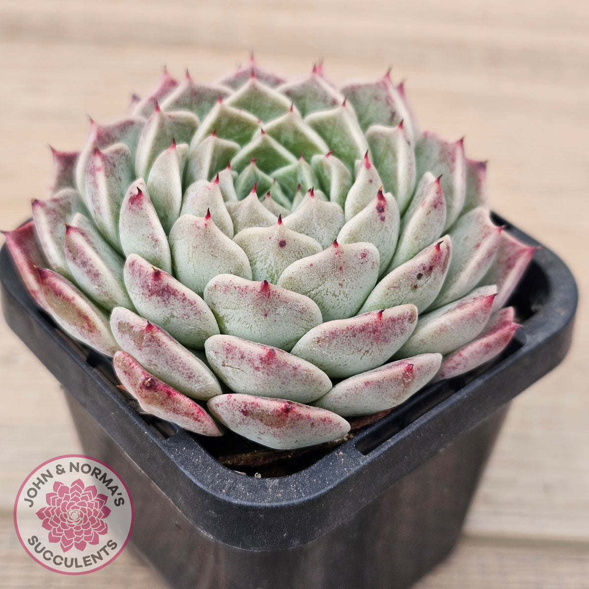 Echeveria 'Rosalia' - Korean Form