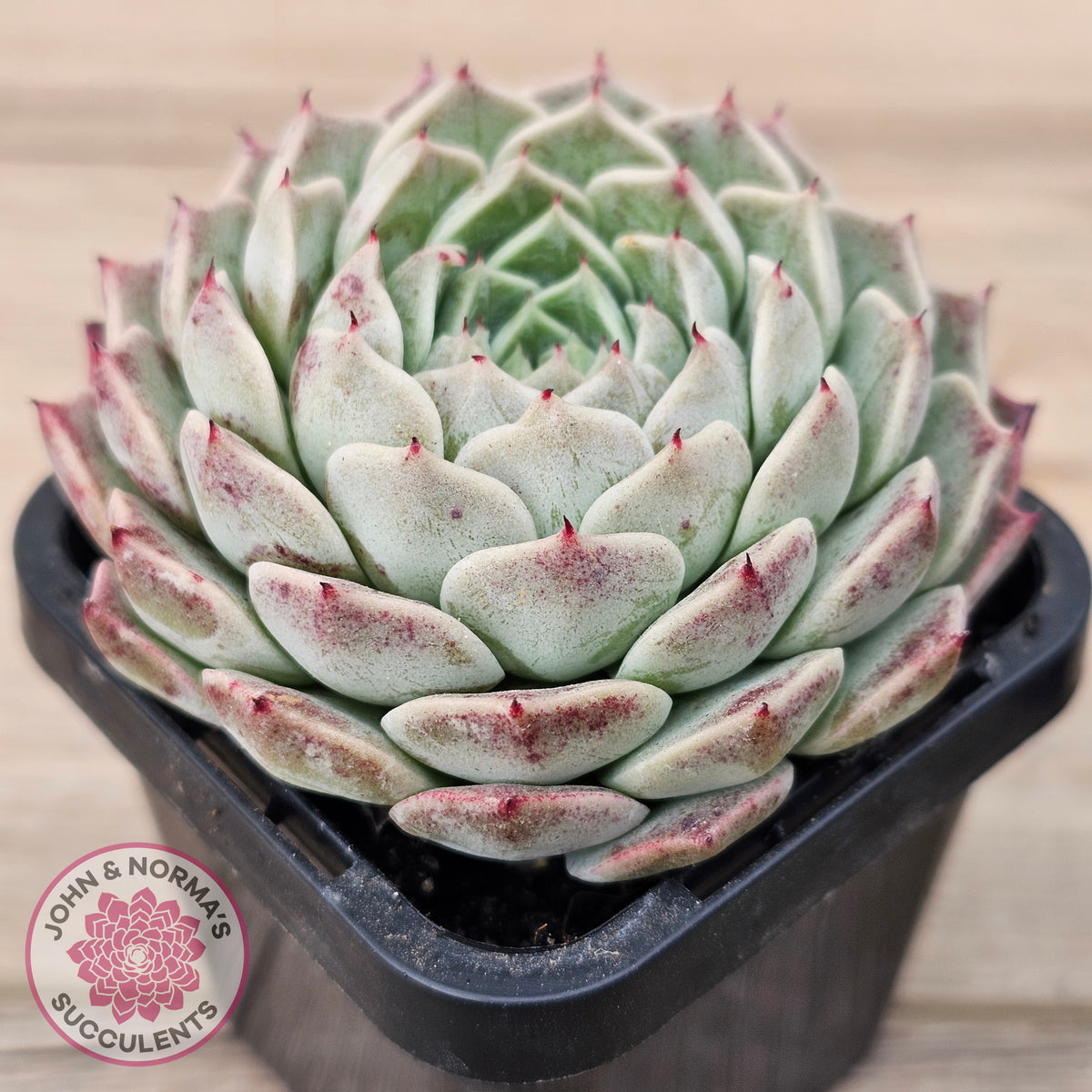 Echeveria 'Rosalia' - Korean Form