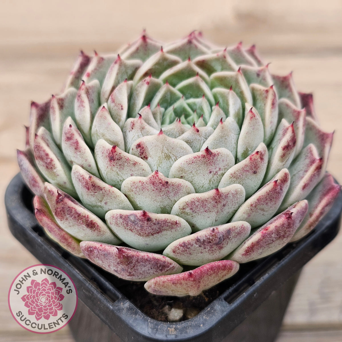 Echeveria 'Rosalia' - Korean Form