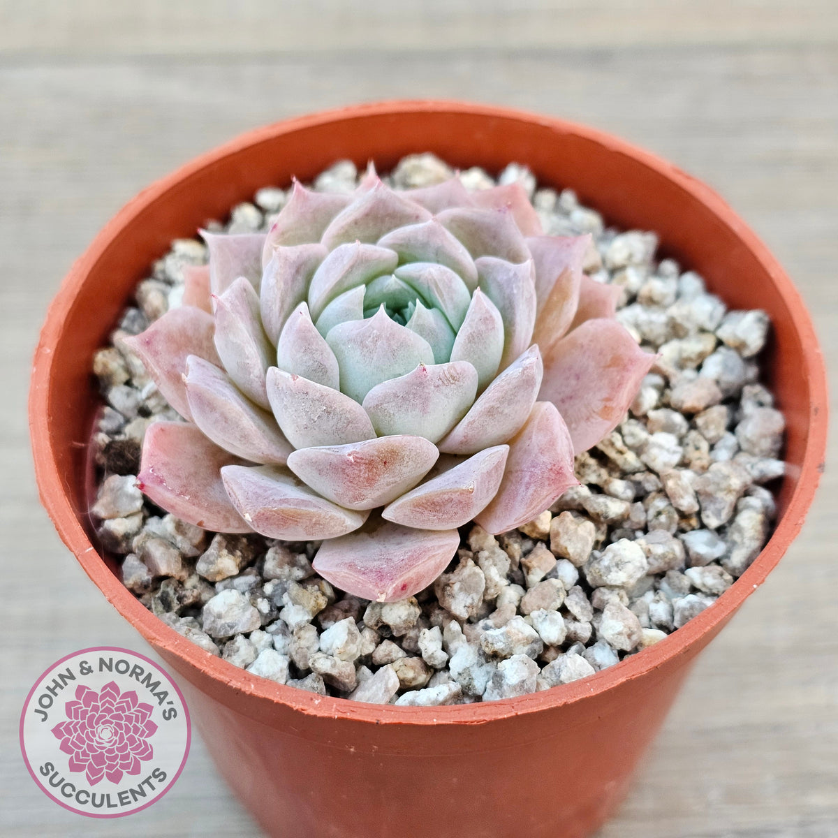 Echeveria 'Rosaria'